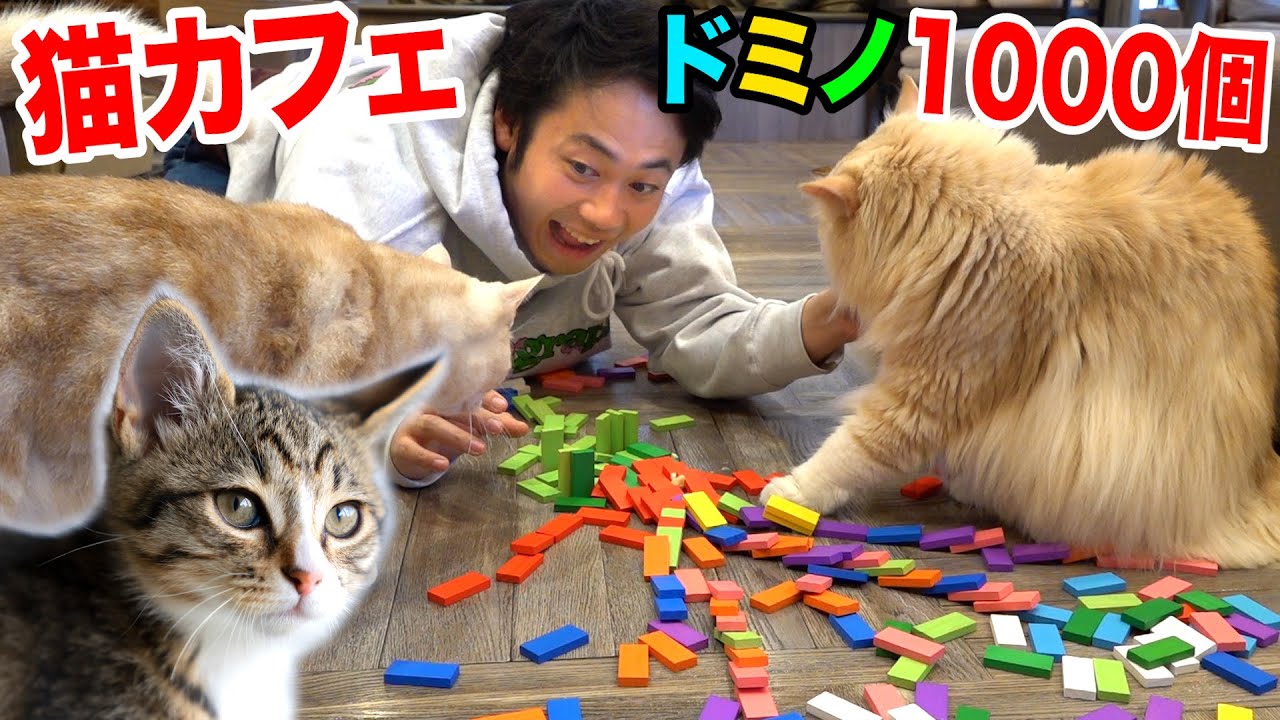 Can We Align 1000 Dominoes In A Cat Cafe Without A Cat Astrophe Youtube