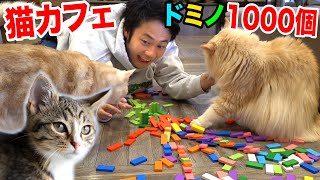Can we align 1000 dominoes in a cat cafe without a catastrophe?!