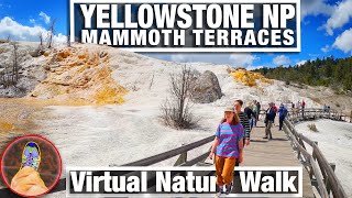 City Walks  Walking Tour Mammoth Terraces in Yellowstone National Park  Virtual WalkingTrails
