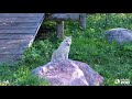 Toronto Zoo Three Month Old Arctic Wolf Pups