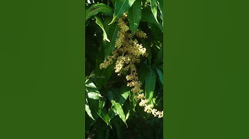 Áp dụng thuốc trội hột xoài cát Hòa Lộc #0986289491 #gocculao