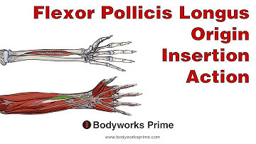 Flexor Pollicis Longus Anatomy: Origin, Insertion & Action