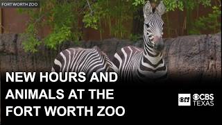 Fort Worth Zoo changes their hours, two new zebras introduced