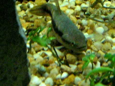6 Inch Erythrinus Erythrinus Tearing Up Shrimp Part 2