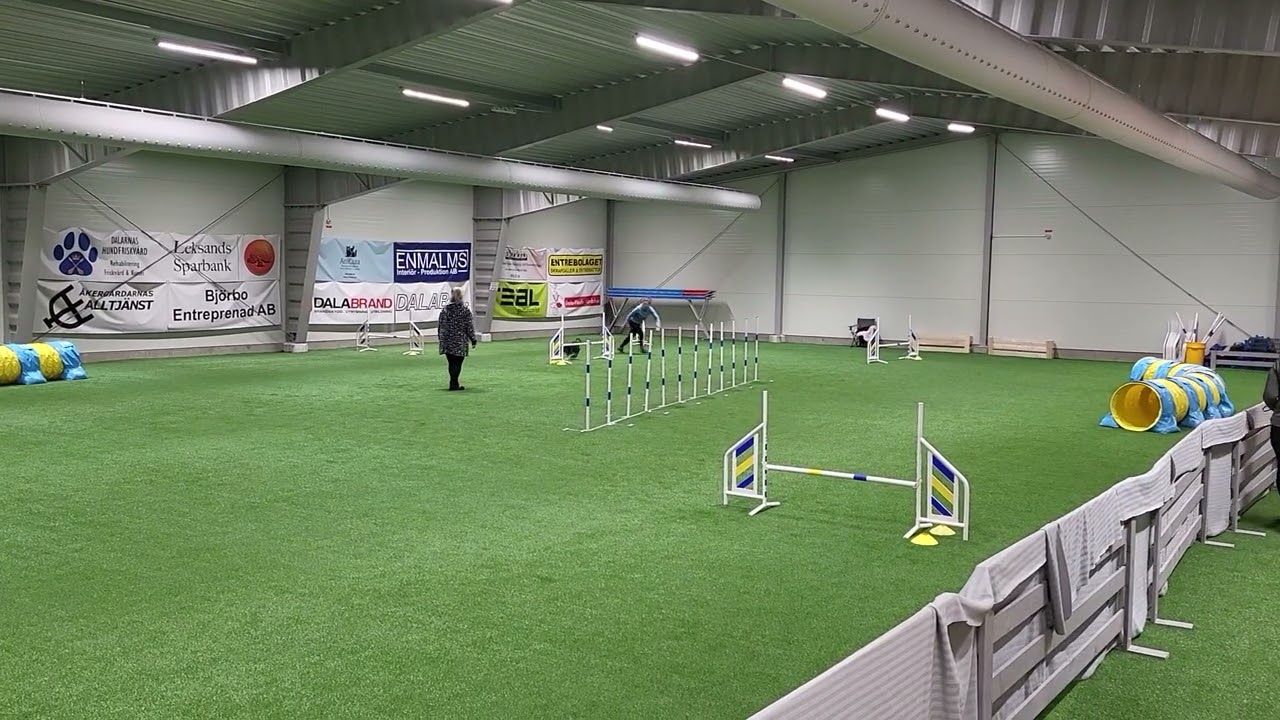 Agilitytävling i Dala-Floda jan 2026 och Folke tar sin andra SM-pinne 