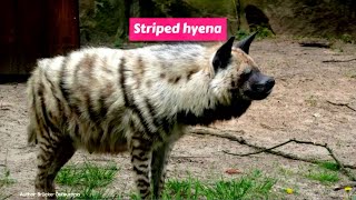 Striped Hyena Hyaena Hyaena
