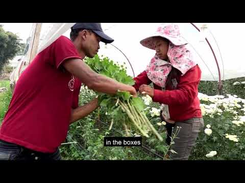 Video: Soil For Growing Vegetables: Av Npaj Rau Koj Lub Vaj Zaub