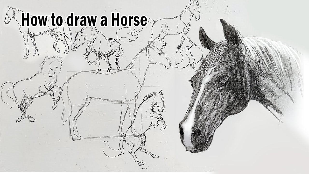 Drawing Horse How to draw Horse YouTube