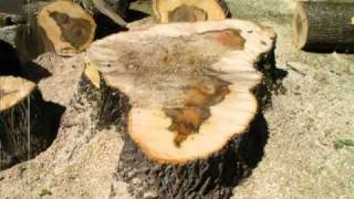 pine tree removal cost