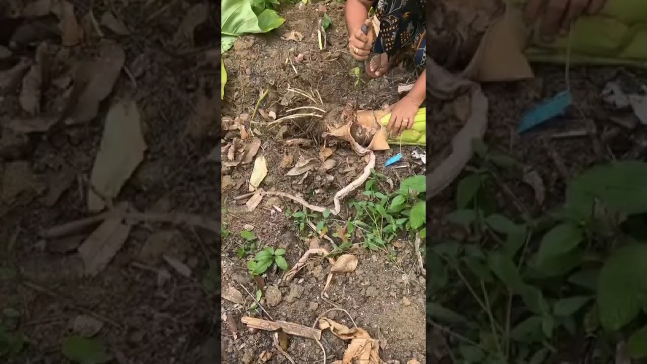 അടുത്ത കൃഷിക്ക് വേണ്ടിയുള്ള മുന്നൊരുക്കം 