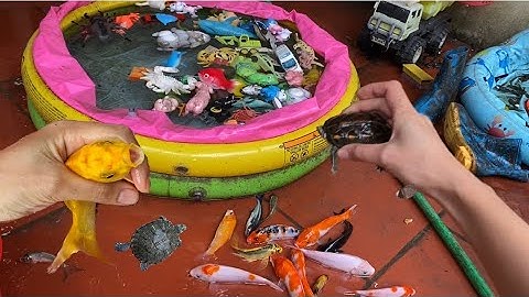 Vui học cùng bé-Bạn rùa đi giải cứu các chú cá cảnh đủ màu sắc,chú cá mập biển đang bị mắc cạn