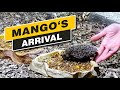 Arrival of the hedgehog "Mango" to be released into the wild - Recke, Germany - Sept. 09, 2021