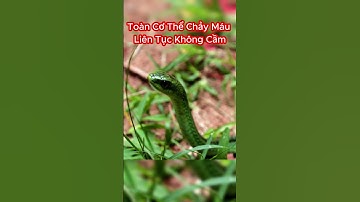 Nguyên Nhân Nào Khiến Rắn Boomslang Được Mệnh Danh Là Loài Rắn Độc Nhất Châu Phi #shorts