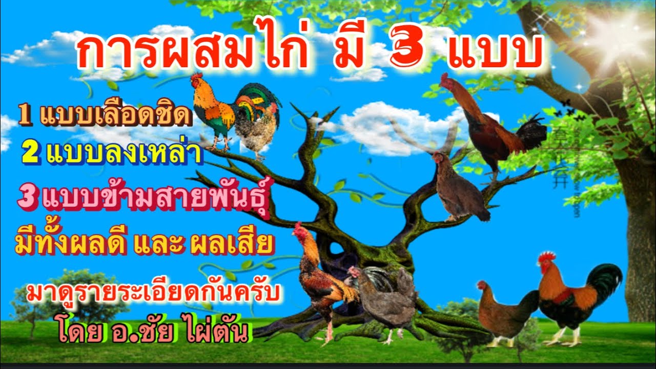 การผสมไก่มี 3 แบบ แต่ละแบบมีทั้งผลดีและผลเสีย