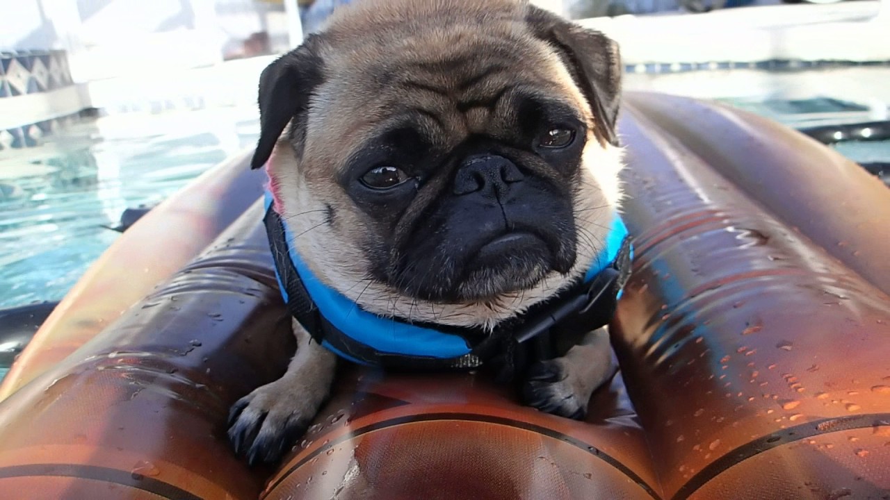 Josey the Miniature Pug relaxing on her float - YouTube