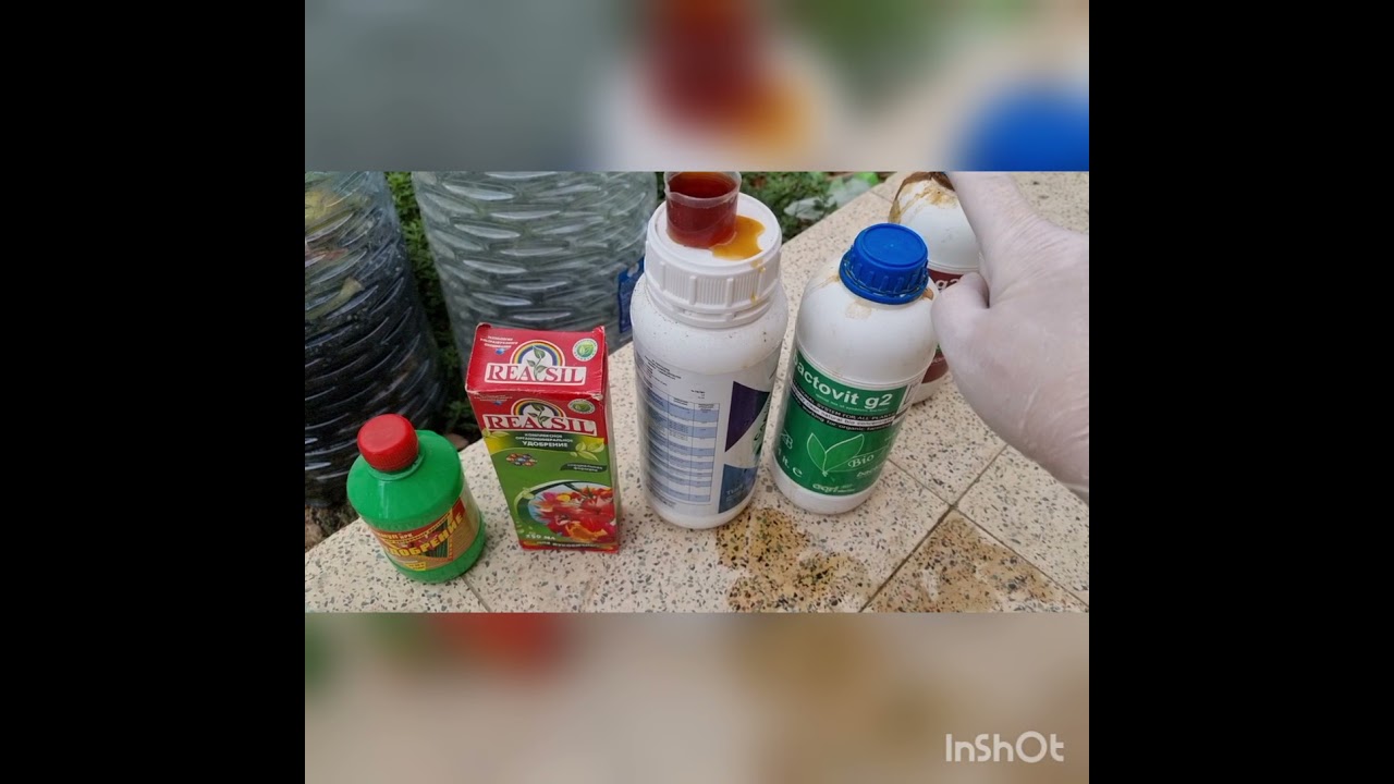 летне-осенняя подкормка гиппеаструмов