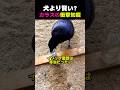 【 見ても信じられない、カラスの知能 】