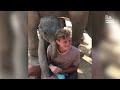The most adorable elephants    best compilation