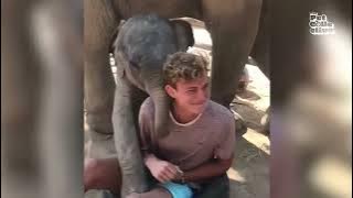 The Most Adorable Elephants 😍 🐘 | BEST Compilation