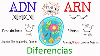 💫 Diferencias entre ADN Y ARN🔬 [Fácil y Rápido] | BIOLOGÍA |