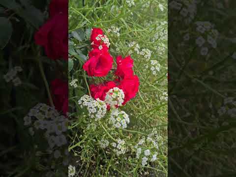 قهوتي معشوقتي اسعد الله صباحكم بكل خير وسعادة