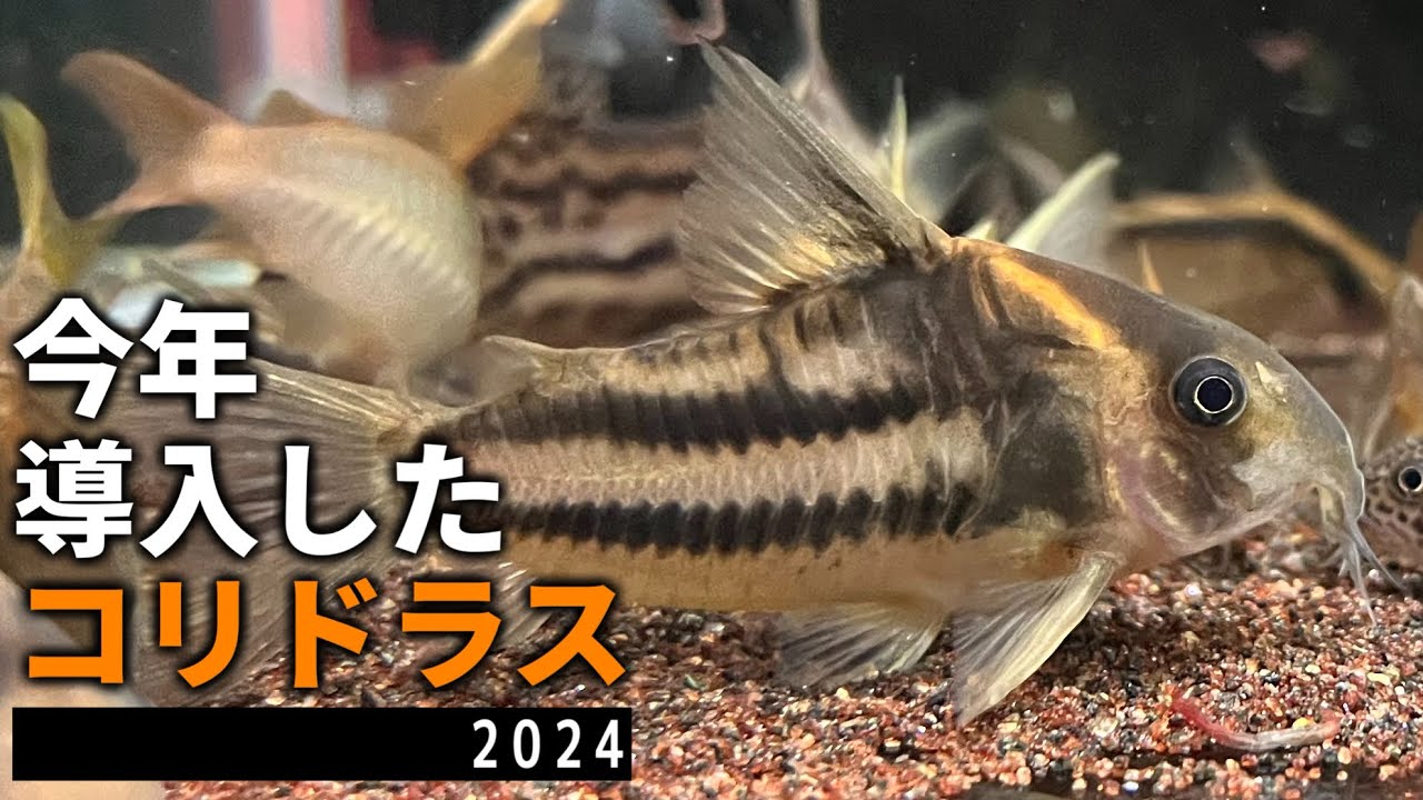 コルレア 10匹