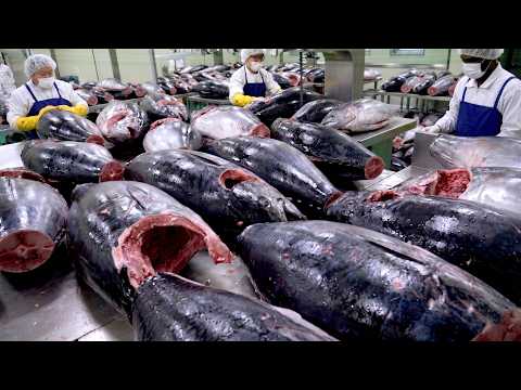 Top 3 Amazing Scenes of Giant Tuna Cut Up in Seconds / Korean food