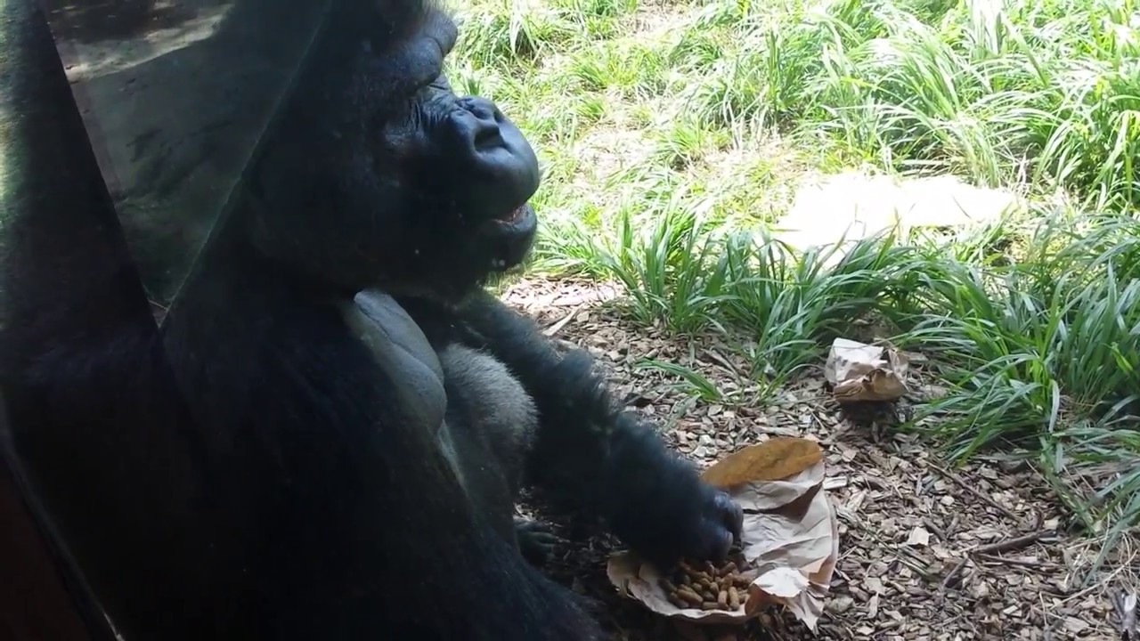 Alpha Male Gorilla Cecil Eating Outside Louisville Zoo YouTube