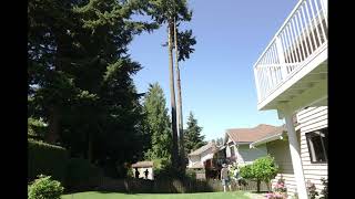 Tree Removal Timelapse - 4K