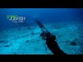 Spearfishing  stoning a 11kg green jobfish