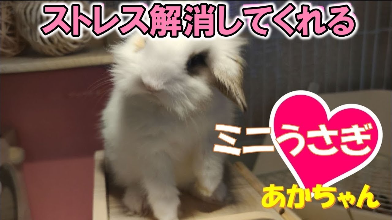 4k 2 8の赤ちゃんうさぎ７週目 ミニ仔ウサギ育て 癒される小動物 Kelinci Yang Enak うさぎ ウサギ ミニウサギ Youtube