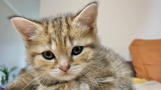 The CUTEST Kittens Playing! Can't Stop Watching These Furry Friends