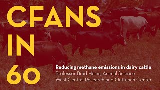 CFANS in 60: Reducing Methane in Dairy Cattle