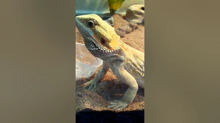 To much coffee? Bearded Dragon