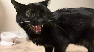 The Complaints From The Void