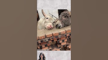 Miếng ăn đến tận mồm rồi còn mất #shorts