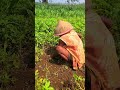 simple way for village farmers to harvest peanuts in stages #shorts
