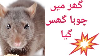 Funny video ghar ma Choha a gaya😁😁😁😂😂😂🤣🤣🤣🤣