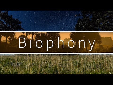 Biophony – Nature Sound Effects Library Demo