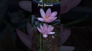 Pink Brocade rainlily in night mode capture #flowers #rainlilyflower #garden #pinkflowers