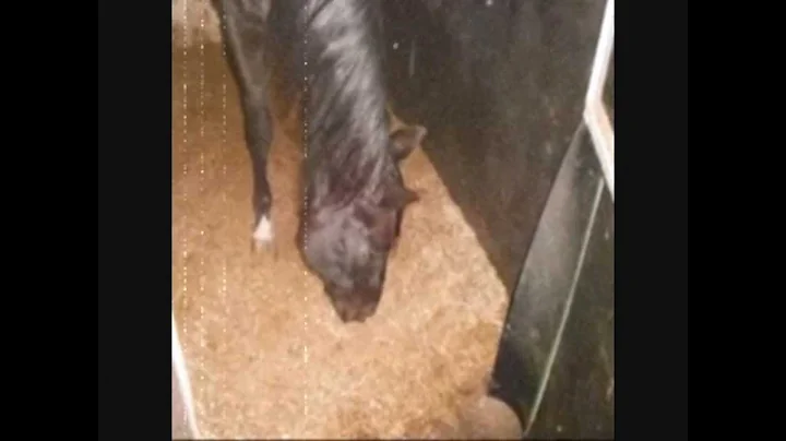 Cɛℓιиσℓℓɛ [HD]