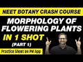 MORPHOLOGY OF FLOWERING PLANTS in One Shot (Part 1) - All Concepts, Tricks & PYQs | Class 11 | NEET