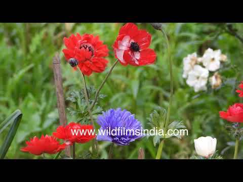 Anemone flowers, all rich in reds and whites, some blues too, in the Delhi winter