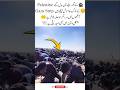 Hope Among the Ruins 🕊️#PrayForPalestine #Gaza #Hope #Peace#trending #islamicvideo #viralvideo