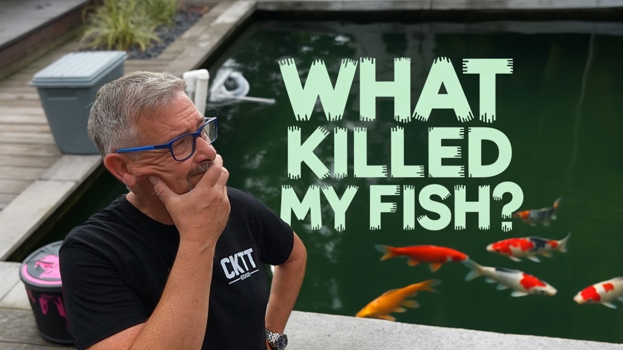 SHOCK DISCOVERY at the Koi Pond – Sudden Koi Death with No Warning Signs**
