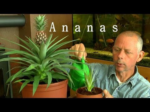 Video: Ananas-Blühende Zimmerpflanze - Wie man Ananas-Bromelien-Sorten drinnen anbaut