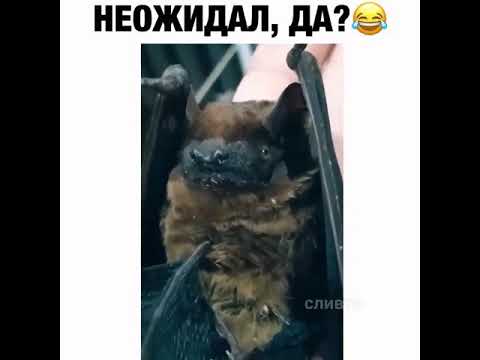 ты меня снимаешь? летучая мышь