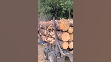 Big Pine Logs Coming Out‼️ #LoggingExpo #6-25-22 At T.O.