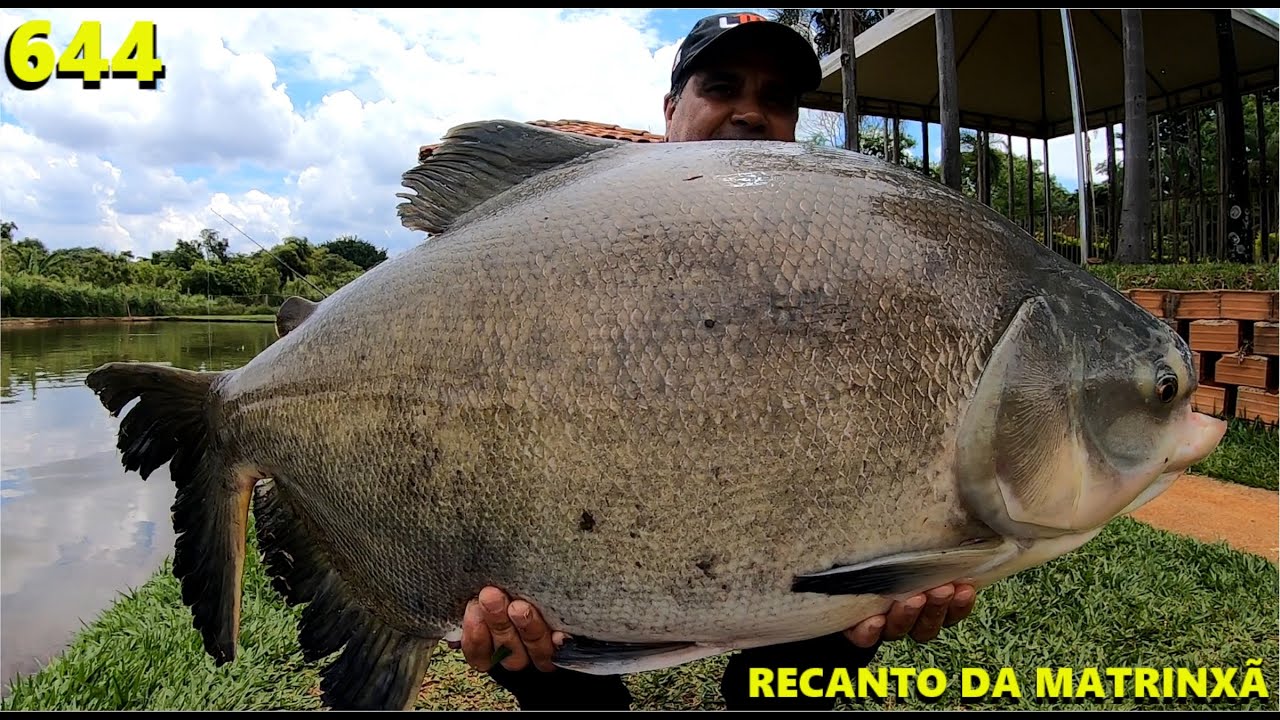 Pescaria de tambas 100% superfície no Clube de Pesca Recanto da Matrinxã - Programa Fishingtur 644