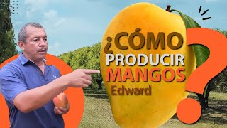 How to plant Mango Edward